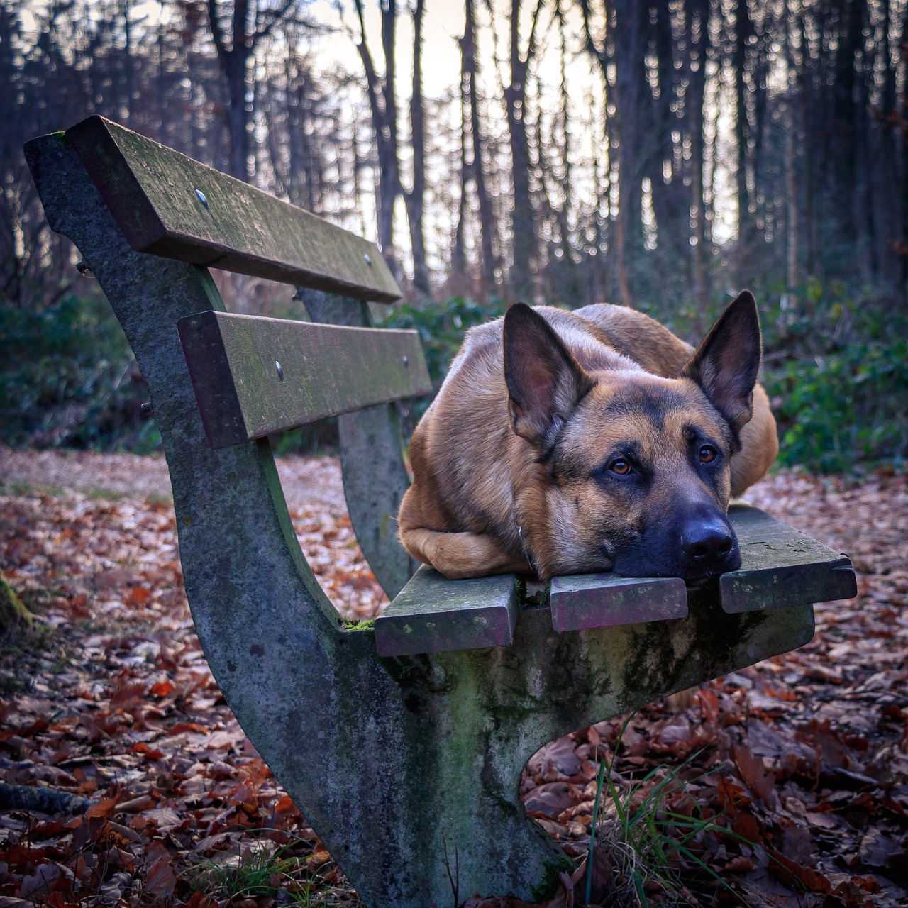 泰迪犬的成长之旅，六个月的变化与体验